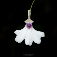 Utricularia moniliformis P.Taylor